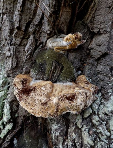 An over-mature bracket at the base of an English oak at Wrest Park, Bedfordshire